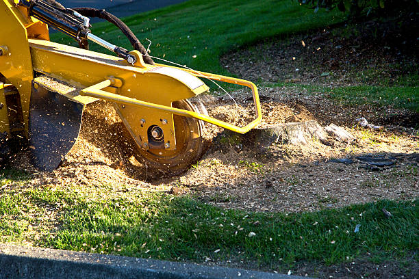 How Our Tree Care Process Works  in  Orange Lake, NY